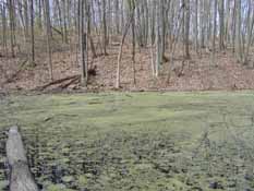Black Pond, Black Pond Nature Area, 10 April 2010